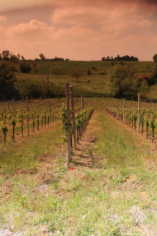 Agriturismo Le Casette Castelvetro di Modena Dış mekan fotoğraf
